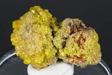 Yellow-Orange Pyromorphite Crystals - Bunker Hill Mine, Idaho #175890-2